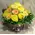 (21) yellow roses A' quality Dutch in basket with greens