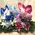 New born "boy & girl" twins = Two color flower arrangement!!! Special.