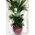 Arrangement of plants in large pot