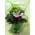 Spring flowers in glass vase