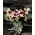(101) Red Exclusive Dutch Roses 50 cm gift wrapped in vase exclusive.
