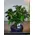 Bonsai plant