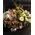 Flower arrangement with flowers & "pampas grass-cortaderia" in big basket with autumn flavor