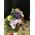 Exclusive season flowers in glass tray arrangement
