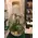 Exclusive Plants Arrangement In "Drop" Vase (Big size diam. 25cm & Height 55cm). With extra decoration.