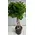 Φυτό Ficus Moclame Shaped Stem !!! . Ύψος περ. 110cm.