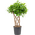 Ficus Moclame Microcarpa Shaped Stems !!! Height appr. 110cm.