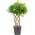 Φυτό Ficus Moclame Shaped Stem !!! . Ύψος περ. 110cm.
