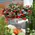 "Ilex" or "Gaultheria Big Berries" plant in ceramic, glass or zink pot.