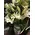 Pebbles "Oasis Moss" or "Colored Sand" decoration in glass vase with oriental lillies