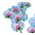 Phalaenopsis Blue Wonder In Vase or Ceramic Pot. Yacht Flowers & Plants Supplies.