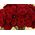 (31) Κόκκινα Τριαντάφυλλα υψ. 40 εκ.(Κεφάλι υψ. 3,5εκ πλ. 2,5εκ). Μπουκέτο με πρασινάδες !!! Προσφορά Εβδομάδας (Ολλανδικής Προέλευσης)