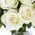 Pink or White Roses (40) stems.Super Week Offer