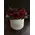 Roses in decorative  15 cm χ 15 cm  "Divine  Hatbox". (7) heads.