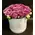 Roses in decorative  20 cm x 20 cm "White or Black  Hatbox". (15) heads.