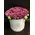 Roses in decorative  20 cm x 20 cm "White or Black  Hatbox". (15) heads.