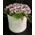 Roses in decorative  20 cm x 20 cm "White or Black  Hatbox". (15) heads.