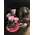 Roses Preserved in "Glass Fanus" Diam 17 cm Height 24 cm . Romantic Pink (4) heads.