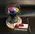 Rose Preserved "RAINBOW"  in "Glass Fanus" Diam 12 cm Height 14 cm .
