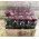Rose Preserved   in "Decorative Bag ".