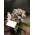 Rose Ball On Bonsai Dried Stem !!! (1) PIECE !!! (40) rose heads
