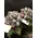 Rose Ball On Bonsai Dried Stem !!! (1) PIECE !!! (40) rose heads