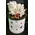 Roses in decorative  20 cm x 20 cm "White or Black  Hatbox". (15) heads.Exclusive.