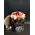 Roses Preserved in decorative  20 cm x 20 cm "Divine  Hatbox". (15) heads.