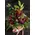 Christmas red flowers in  basket.Special.