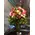 Roses  Classy Alison or Advance Sweetness. New Variety !!! Exclusive Bouquet.