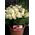 (36) λευκά τριαντάφυλλα με πρασινάδες μπουκέτο. Αποστολές Λουλουδιών.