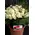 (36) white !!! roses Extra Quality Bouquet !!!