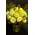 (21) yellow roses A' quality Dutch in basket with greens. Exclusive in vase.