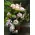 Roses "Safi"  Exclusive Purple Color. Exclusive in Glass Vase(25) Stems Ecuador "Ocean Song"