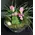 Tillandsia & Kalanchoe arrnagement in glass