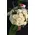 (36) white !!! roses Extra Quality Bouquet !!!