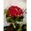 Design bouquet (31) red roses Extra Quality Dutch + Vase!!!