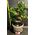 Bonsai exclusive 60cm Height. Ficus Microcarpa Ginseng.