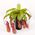 Nepenthes Alata ή Bloody Mary φυτό σαρκοφάγο σε γυάλινο βάζο ή κεραμικό ποτ με διακόσμηση !!! Ποτ (12)εκ.