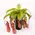 Nepenthes Alata or Bloody Mary Plant Carnivorous (1) piece  in glass vase or ceramic pot with Decoration. Big Size Pot 12cm.