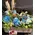Send flowers to Greece for new born Baby. Basket and helium balloon.