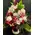 Roses Red, Pinky, White Colored Bouquet. (50)stems in total + Vase.
