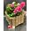 Plant azalea in pot or in basket arrangement.