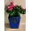 Plant azalea in pot or in basket arrangement. Exclusive.