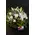 Basket with season flowers. White nature.