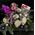 Ανθοπωλείο flowershop.gr Σύνθεση σε γυάλινο δίσκο με άνθη και διακόσμηση.Exclusive!!!