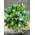 Green Bouquet
