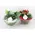 Christmas Plants & Decoration in PotChristmas Plants & Decoration in Pot