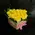 Valentine's Heart. In Heart Shaped Box.