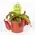 Nepenthes Alata ή Bloody Mary φυτό σαρκοφάγο σε γυάλινο βάζο ή κεραμικό ποτ με διακόσμηση !!! Ποτ (9)εκ.